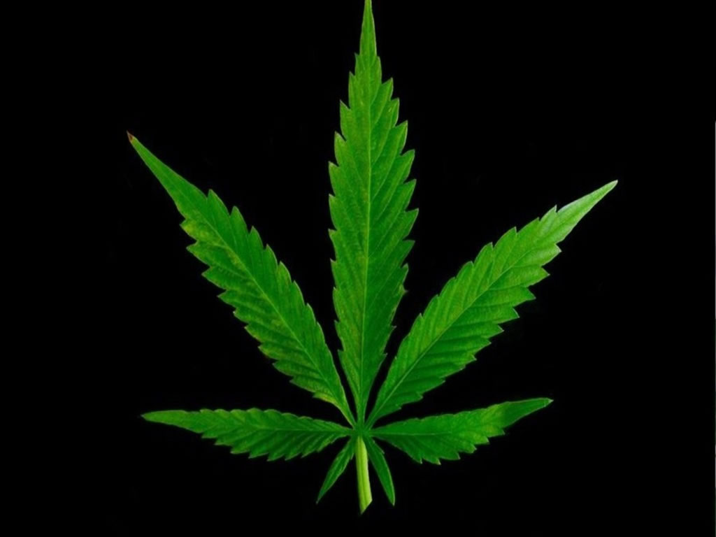 Cannabis ˗ descriminalizar ou não?