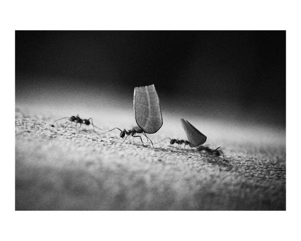 A gente vai levando – por Marcio Lambais