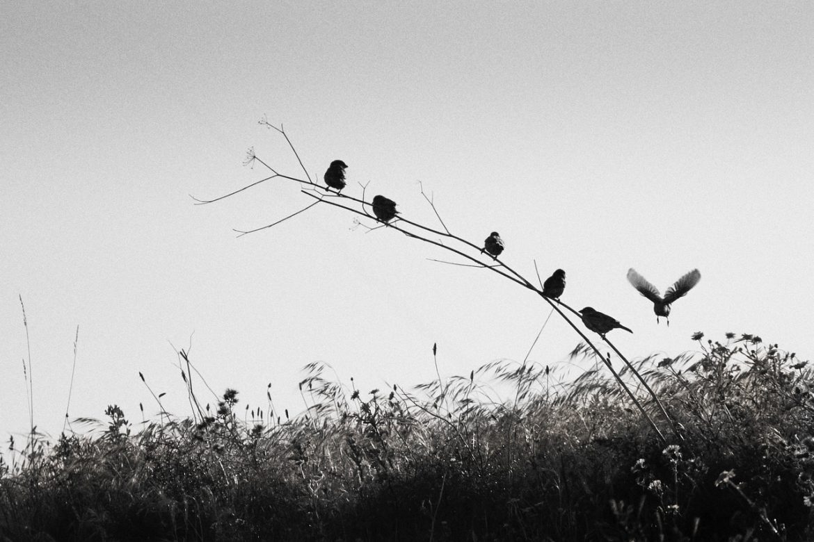 Fotografia de Quinta – por Marcio Lambais